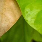 Compostiera fai da te: cosa mettere, cosa evitare e in quanto tempo