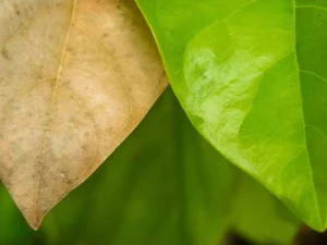 Compostiera fai da te: cosa mettere, cosa evitare e in quanto tempo